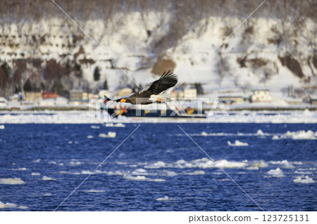 King of the sea, messenger of drift ice, Steller's sea eagle, photographed in Rausu Town, Menashi District, Hokkaido 123725131