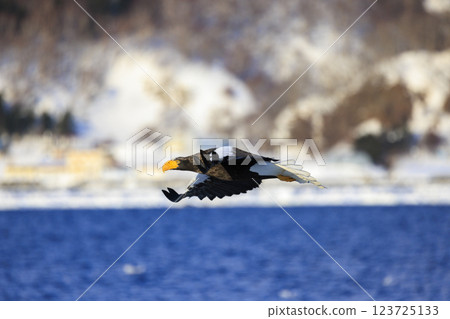 King of the sea, messenger of drift ice, Steller's sea eagle, photographed in Rausu Town, Menashi District, Hokkaido King of the sea, messenger of drift ice, Steller's sea eagle, photographed in Rausu Town, Menashi District, Hokkaido 123725133