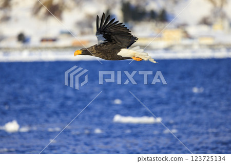 King of the sea, messenger of drift ice, Steller's sea eagle, photographed in Rausu Town, Menashi District, Hokkaido King of the sea, messenger of drift ice, Steller's sea eagle, photographed in Rausu Town, Menashi District, Hokkaido 123725134