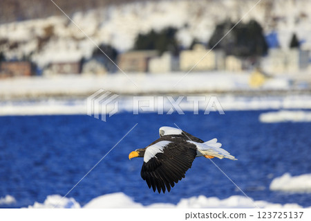 King of the sea, messenger of drift ice, Steller's sea eagle, photographed in Rausu Town, Menashi District, Hokkaido King of the sea, messenger of drift ice, Steller's sea eagle, photographed in Rausu Town, Menashi District, Hokkaido 123725137