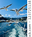 Seagull chasing the ship 123725138