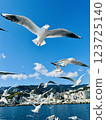 Seagull chasing the ship 123725140