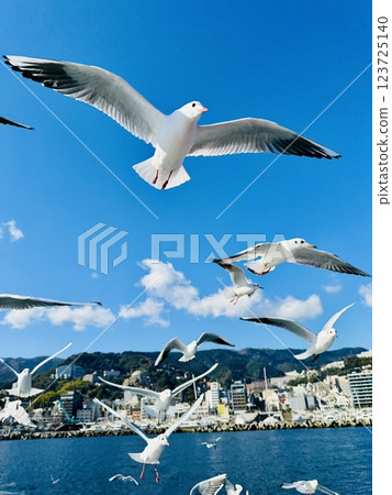 Seagull chasing the ship Seagull chasing the ship 123725140