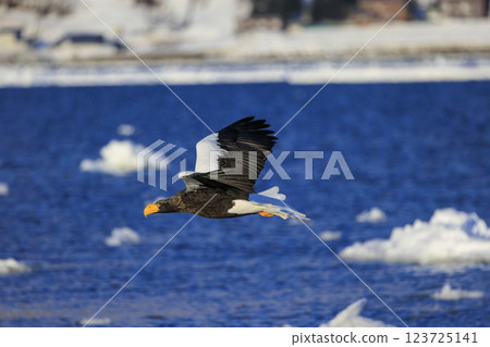 King of the sea, messenger of drift ice, Steller's sea eagle, photographed in Rausu Town, Menashi District, Hokkaido 123725141