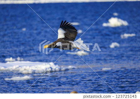 King of the sea, messenger of drift ice, Steller's sea eagle, photographed in Rausu Town, Menashi District, Hokkaido King of the sea, messenger of drift ice, Steller's sea eagle, photographed in Rausu Town, Menashi District, Hokkaido 123725143