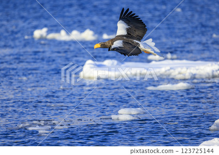 King of the sea, messenger of drift ice, Steller's sea eagle, photographed in Rausu Town, Menashi District, Hokkaido 123725144