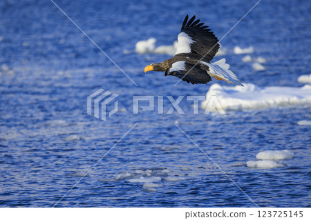 海上之王、流冰使者、虎頭海雕,拍攝於北海道目梨郡羅臼町 海上之王、流冰使者、虎頭海雕,拍攝於北海道目梨郡羅臼町 123725145