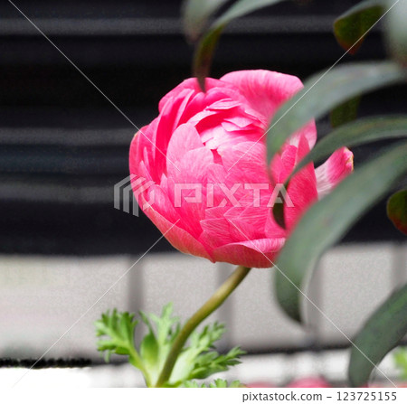 Pink anemone in the shade Pink anemone in the shade 123725155