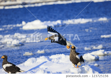 King of the sea, messenger of drift ice, Steller's sea eagle, photographed in Rausu Town, Menashi District, Hokkaido King of the sea, messenger of drift ice, Steller's sea eagle, photographed in Rausu Town, Menashi District, Hokkaido 123725156