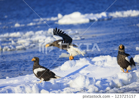 King of the sea, messenger of drift ice, Steller's sea eagle, photographed in Rausu Town, Menashi District, Hokkaido 123725157
