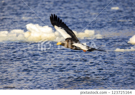 King of the sea, messenger of drift ice, Steller's sea eagle, photographed in Rausu Town, Menashi District, Hokkaido King of the sea, messenger of drift ice, Steller's sea eagle, photographed in Rausu Town, Menashi District, Hokkaido 123725164