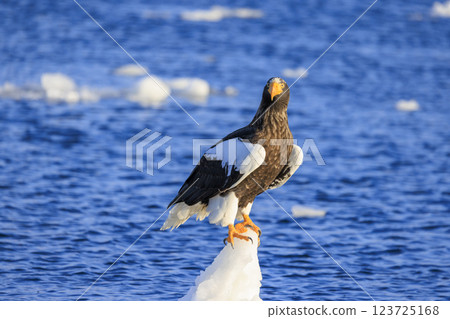 King of the sea, messenger of drift ice, Steller's sea eagle, photographed in Rausu Town, Menashi District, Hokkaido 123725168