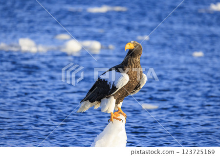 King of the sea, messenger of drift ice, Steller's sea eagle, photographed in Rausu Town, Menashi District, Hokkaido 123725169