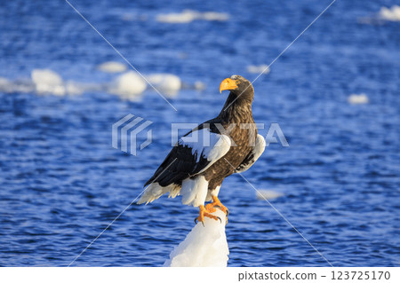 King of the sea, messenger of drift ice, Steller's sea eagle, photographed in Rausu Town, Menashi District, Hokkaido King of the sea, messenger of drift ice, Steller's sea eagle, photographed in Rausu Town, Menashi District, Hokkaido 123725170