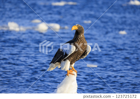 King of the sea, messenger of drift ice, Steller's sea eagle, photographed in Rausu Town, Menashi District, Hokkaido 123725172