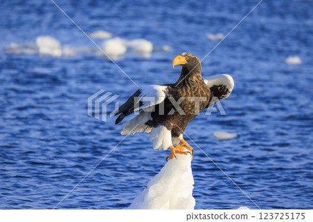 海上之王、流冰使者、虎頭海雕，拍攝於北海道目梨郡羅臼町 123725175