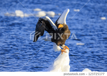 海上之王、流冰使者、虎頭海雕，拍攝於北海道目梨郡羅臼町 123725177