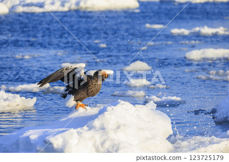 King of the sea, messenger of drift ice, Steller's sea eagle, photographed in Rausu Town, Menashi District, Hokkaido 123725179