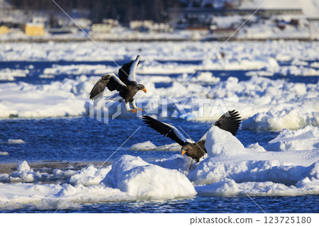 King of the sea, messenger of drift ice, Steller's sea eagle, photographed in Rausu Town, Menashi District, Hokkaido King of the sea, messenger of drift ice, Steller's sea eagle, photographed in Rausu Town, Menashi District, Hokkaido 123725180