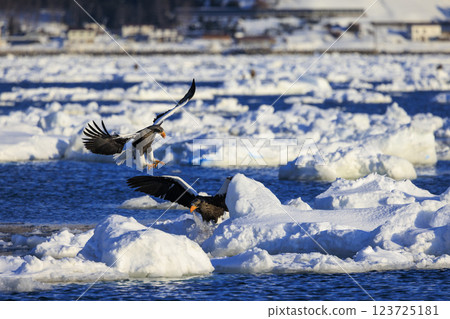 King of the sea, messenger of drift ice, Steller's sea eagle, photographed in Rausu Town, Menashi District, Hokkaido 123725181