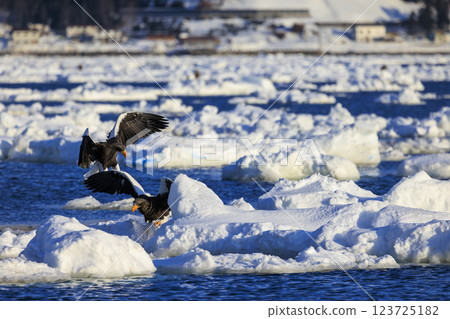海上之王、流冰使者、虎頭海雕,拍攝於北海道目梨郡羅臼町 海上之王、流冰使者、虎頭海雕,拍攝於北海道目梨郡羅臼町 123725182