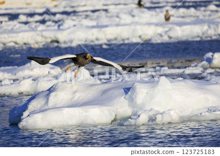 King of the sea, messenger of drift ice, Steller's sea eagle, photographed in Rausu Town, Menashi District, Hokkaido 123725183