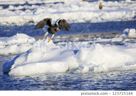 海上之王、流冰使者、虎頭海雕，拍攝於北海道目梨郡羅臼町 123725184