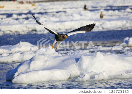 海上之王、流冰使者、虎頭海雕，拍攝於北海道目梨郡羅臼町 123725185