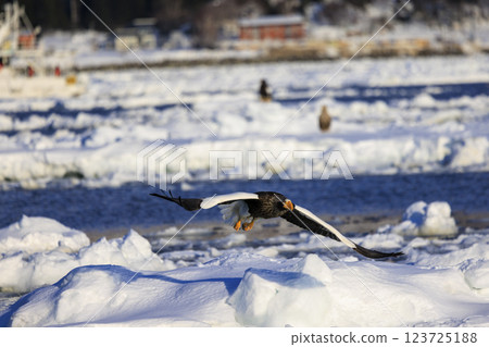 King of the sea, messenger of drift ice, Steller's sea eagle, photographed in Rausu Town, Menashi District, Hokkaido King of the sea, messenger of drift ice, Steller's sea eagle, photographed in Rausu Town, Menashi District, Hokkaido 123725188
