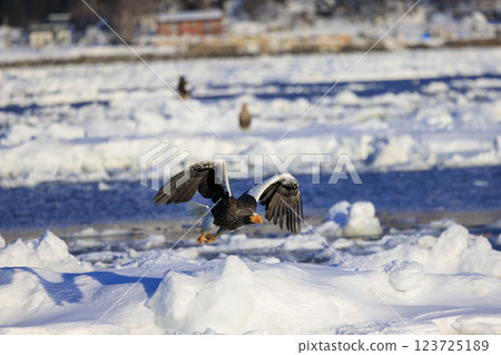 King of the sea, messenger of drift ice, Steller's sea eagle, photographed in Rausu Town, Menashi District, Hokkaido King of the sea, messenger of drift ice, Steller's sea eagle, photographed in Rausu Town, Menashi District, Hokkaido 123725189