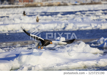King of the sea, messenger of drift ice, Steller's sea eagle, photographed in Rausu Town, Menashi District, Hokkaido 123725190