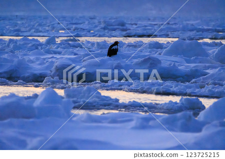 海上之王、流冰使者、虎頭海雕，拍攝於北海道目梨郡羅臼町 123725215