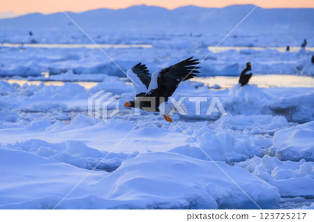 King of the sea, messenger of drift ice, Steller's sea eagle, photographed in Rausu Town, Menashi District, Hokkaido 123725217