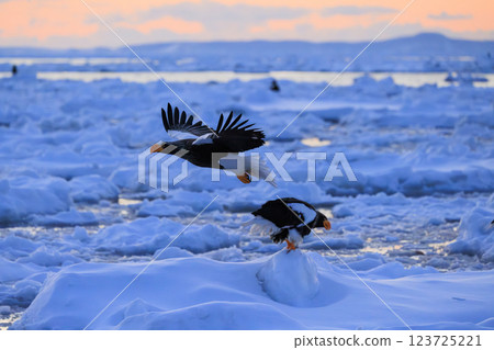 海上之王、流冰使者、虎頭海雕,拍攝於北海道目梨郡羅臼町 海上之王、流冰使者、虎頭海雕,拍攝於北海道目梨郡羅臼町 123725221