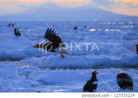 King of the sea, messenger of drift ice, Steller's sea eagle, photographed in Rausu Town, Menashi District, Hokkaido 123725224