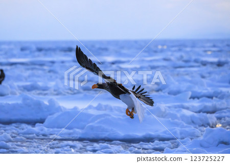 King of the sea, messenger of drift ice, Steller's sea eagle, photographed in Rausu Town, Menashi District, Hokkaido 123725227