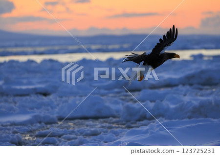 King of the sea, messenger of drift ice, Steller's sea eagle, photographed in Rausu Town, Menashi District, Hokkaido King of the sea, messenger of drift ice, Steller's sea eagle, photographed in Rausu Town, Menashi District, Hokkaido 123725231