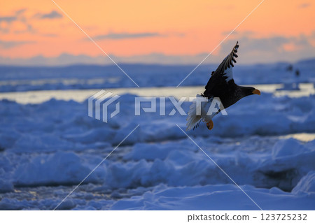 King of the sea, messenger of drift ice, Steller's sea eagle, photographed in Rausu Town, Menashi District, Hokkaido King of the sea, messenger of drift ice, Steller's sea eagle, photographed in Rausu Town, Menashi District, Hokkaido 123725232