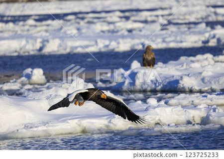 King of the sea, messenger of drift ice, Steller's sea eagle, photographed in Rausu Town, Menashi District, Hokkaido King of the sea, messenger of drift ice, Steller's sea eagle, photographed in Rausu Town, Menashi District, Hokkaido 123725233