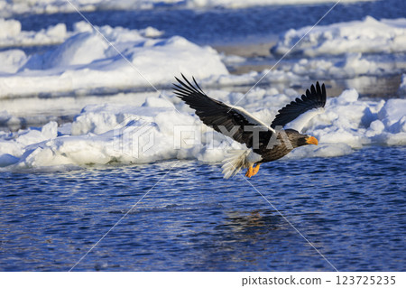 King of the sea, messenger of drift ice, Steller's sea eagle, photographed in Rausu Town, Menashi District, Hokkaido 123725235
