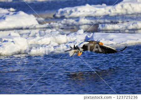 King of the sea, messenger of drift ice, Steller's sea eagle, photographed in Rausu Town, Menashi District, Hokkaido 123725236