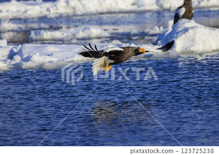 King of the sea, messenger of drift ice, Steller's sea eagle, photographed in Rausu Town, Menashi District, Hokkaido 123725238