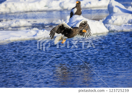 King of the sea, messenger of drift ice, Steller's sea eagle, photographed in Rausu Town, Menashi District, Hokkaido King of the sea, messenger of drift ice, Steller's sea eagle, photographed in Rausu Town, Menashi District, Hokkaido 123725239