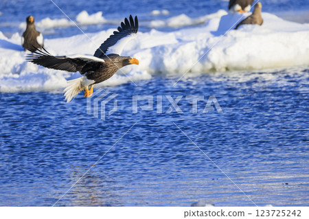 King of the sea, messenger of drift ice, Steller's sea eagle, photographed in Rausu Town, Menashi District, Hokkaido 123725242