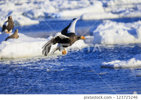 King of the sea, messenger of drift ice, Steller's sea eagle, photographed in Rausu Town, Menashi District, Hokkaido 123725246