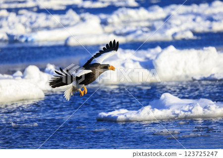 King of the sea, messenger of drift ice, Steller's sea eagle, photographed in Rausu Town, Menashi District, Hokkaido 123725247