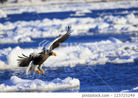 King of the sea, messenger of drift ice, Steller's sea eagle, photographed in Rausu Town, Menashi District, Hokkaido King of the sea, messenger of drift ice, Steller's sea eagle, photographed in Rausu Town, Menashi District, Hokkaido 123725249