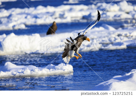 King of the sea, messenger of drift ice, Steller's sea eagle, photographed in Rausu Town, Menashi District, Hokkaido King of the sea, messenger of drift ice, Steller's sea eagle, photographed in Rausu Town, Menashi District, Hokkaido 123725251