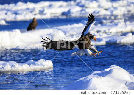 King of the sea, messenger of drift ice, Steller's sea eagle, photographed in Rausu Town, Menashi District, Hokkaido King of the sea, messenger of drift ice, Steller's sea eagle, photographed in Rausu Town, Menashi District, Hokkaido 123725253