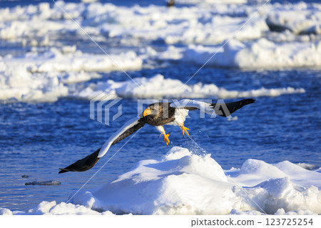 King of the sea, messenger of drift ice, Steller's sea eagle, photographed in Rausu Town, Menashi District, Hokkaido King of the sea, messenger of drift ice, Steller's sea eagle, photographed in Rausu Town, Menashi District, Hokkaido 123725254